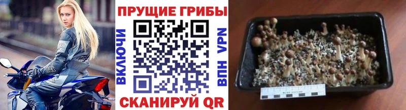 купить наркотики цена  Яблоновский  Галлюциногенные грибы мицелий 